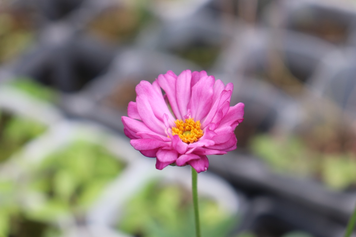 anemone005