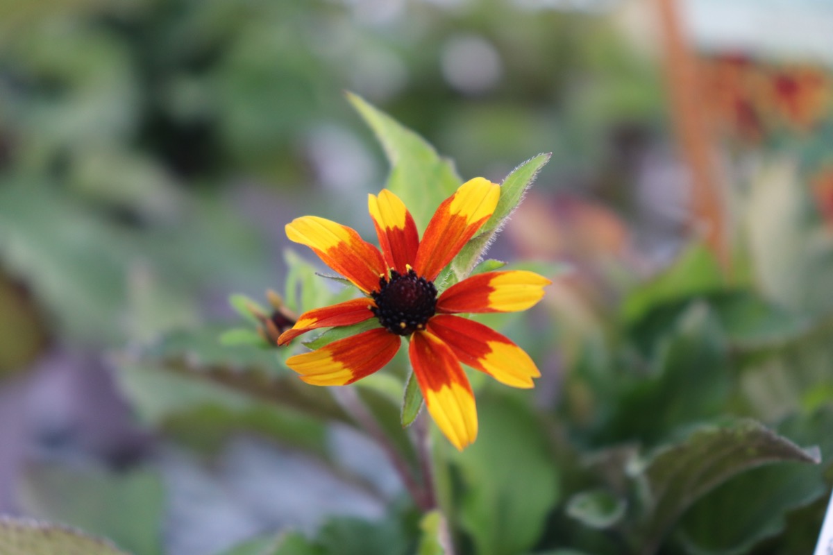 rudbeckia004