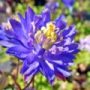 aquilegia011