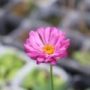 anemone005