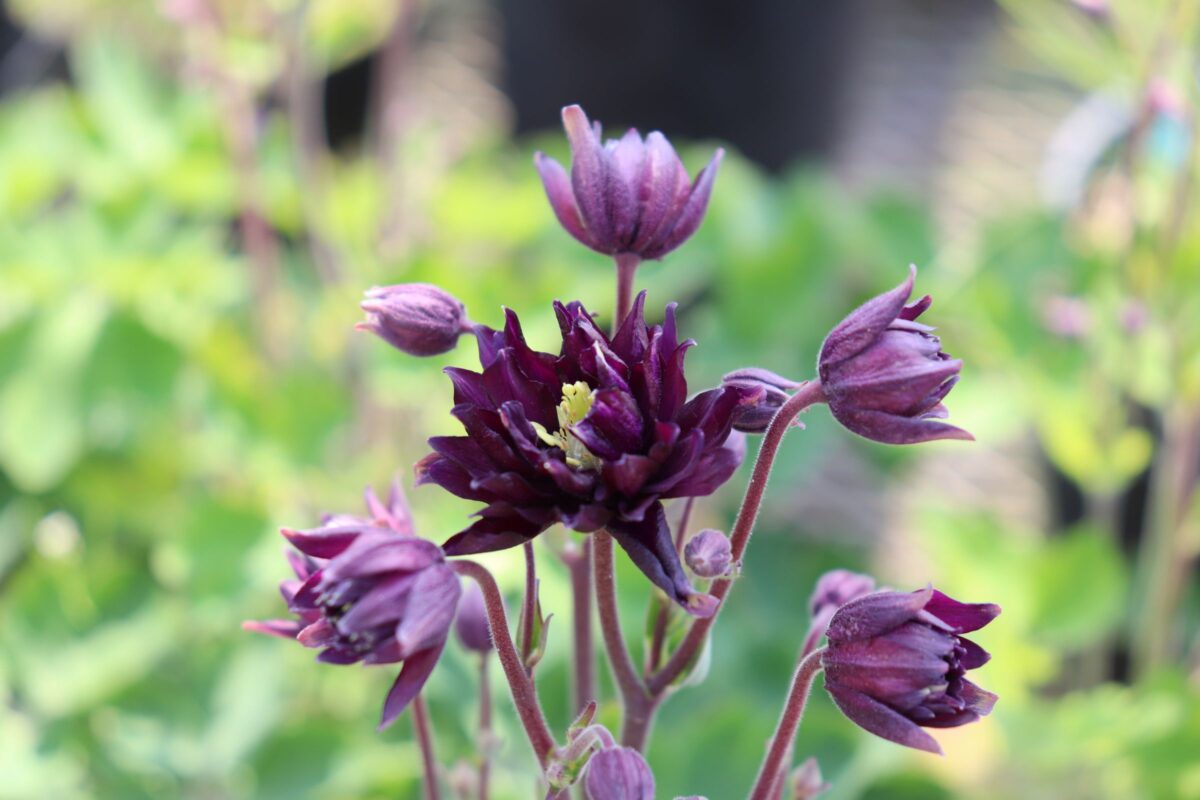 aquilegia010