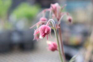 ゲウム トリフロルムの花の苗を販売しています