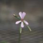 pelargonium005