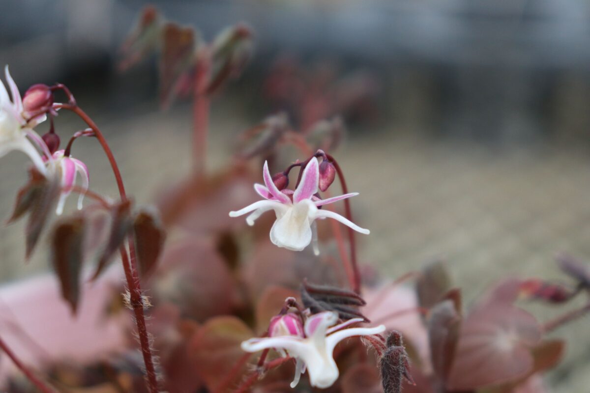 epimedium03