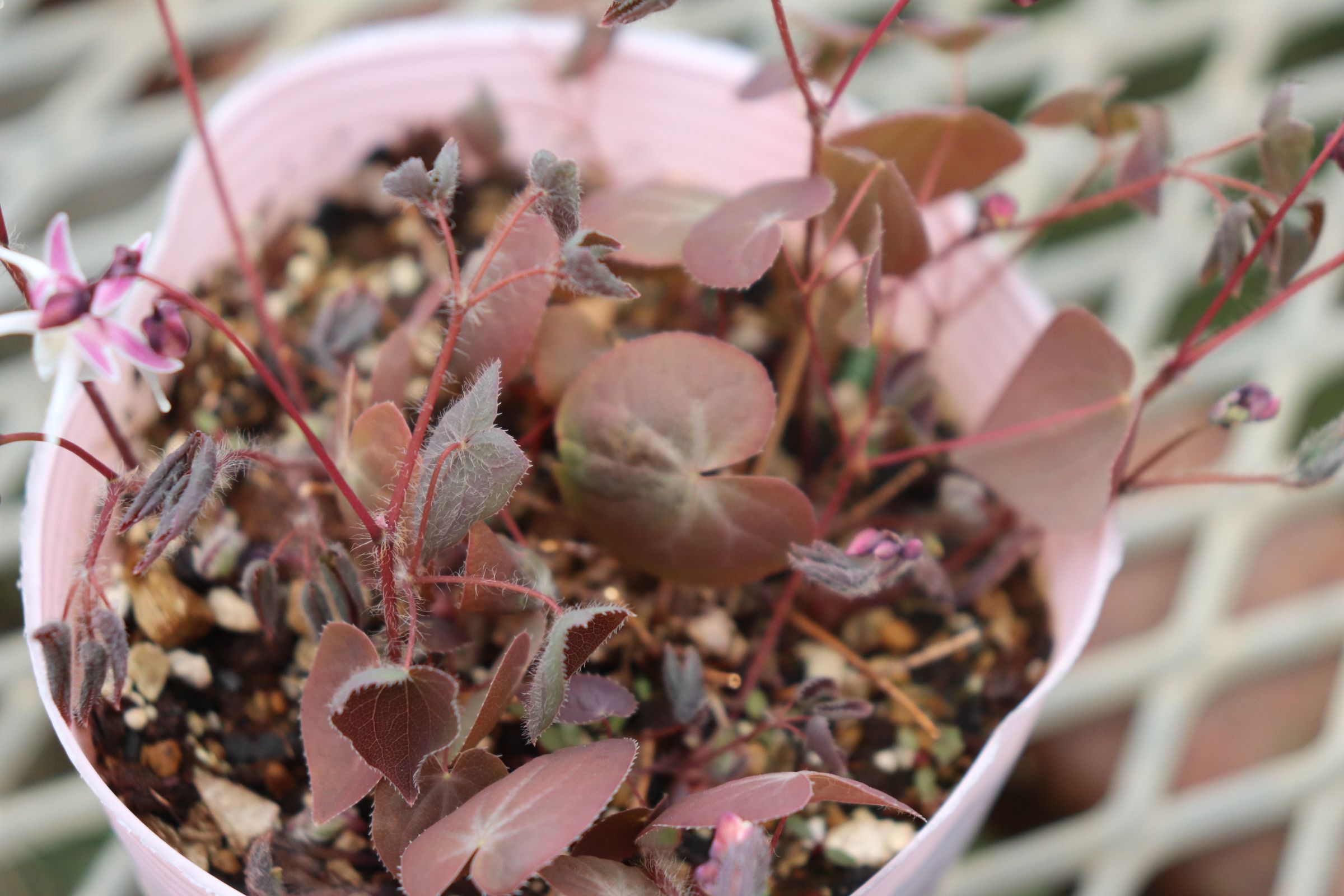 epimedium03