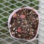 epimedium04