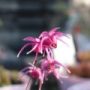 epimedium05