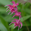 epimedium05