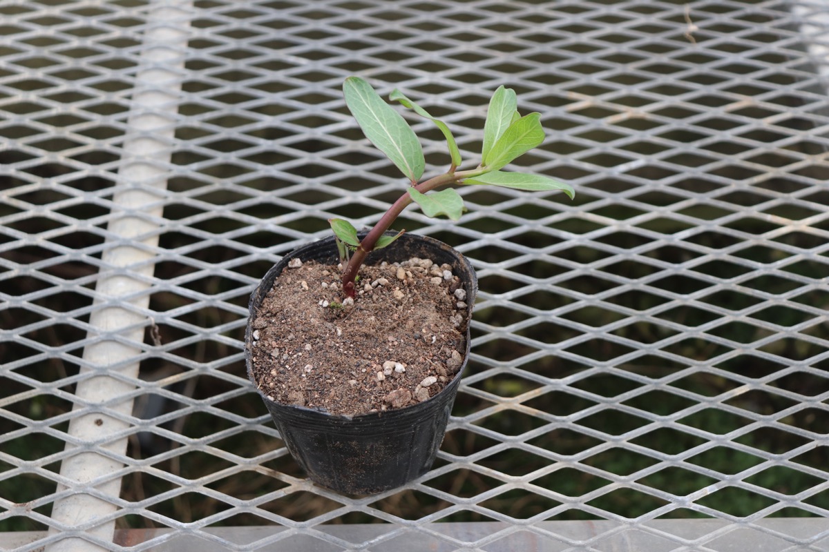 asclepias02