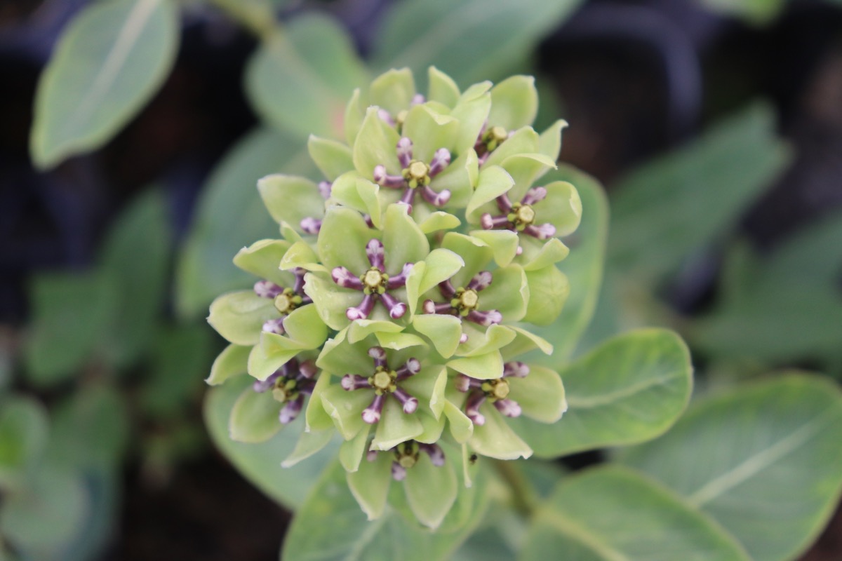 asclepias02