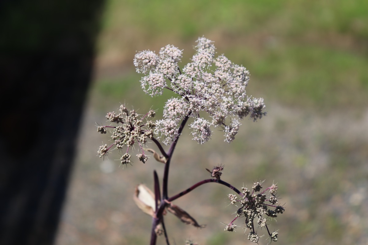 アンジェリカ ビカーズミードの花苗
