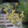 pelargonium004