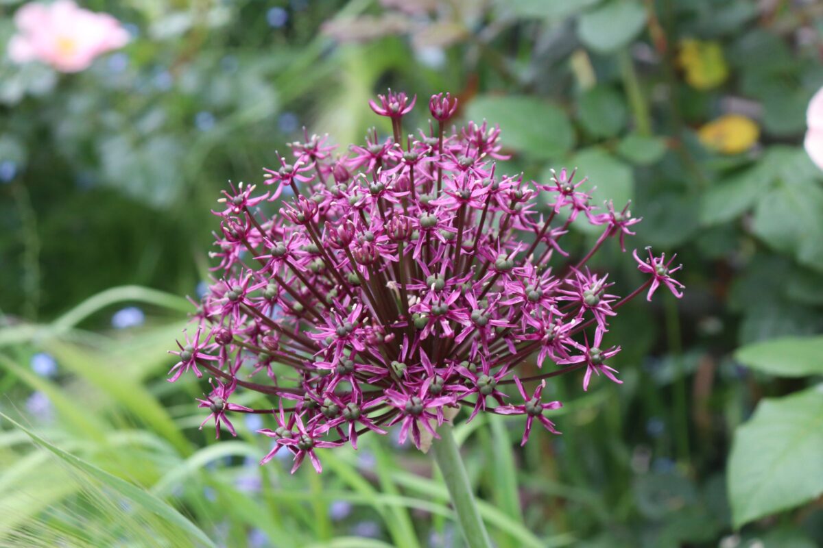 allium003