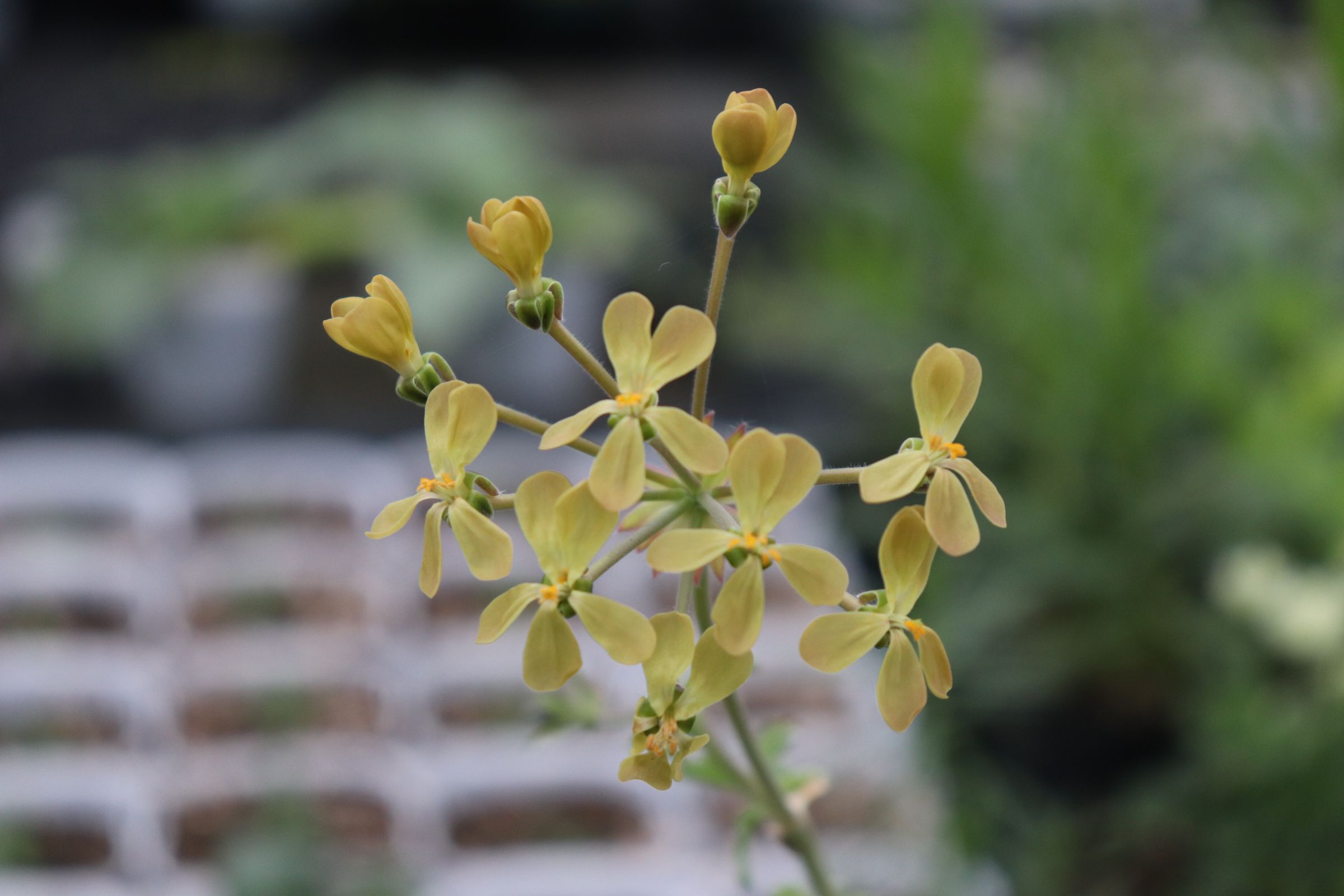 pelargonium004