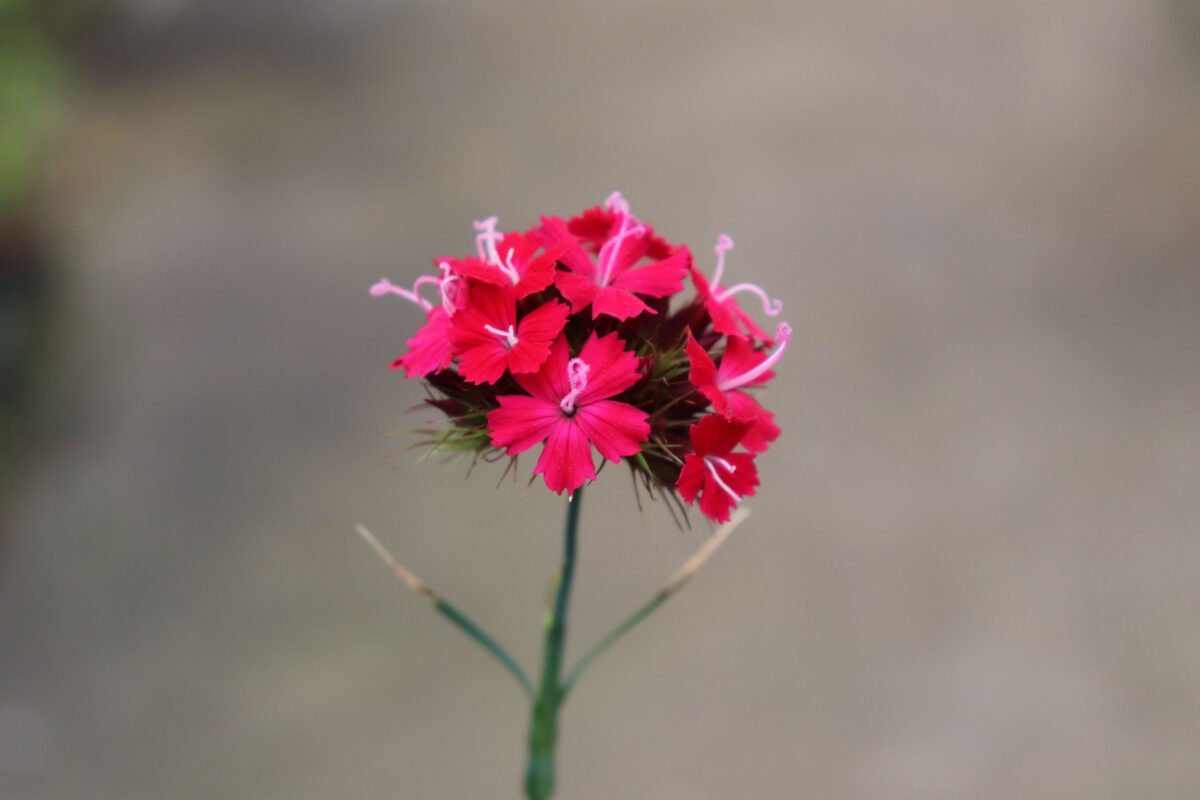 dianthus02