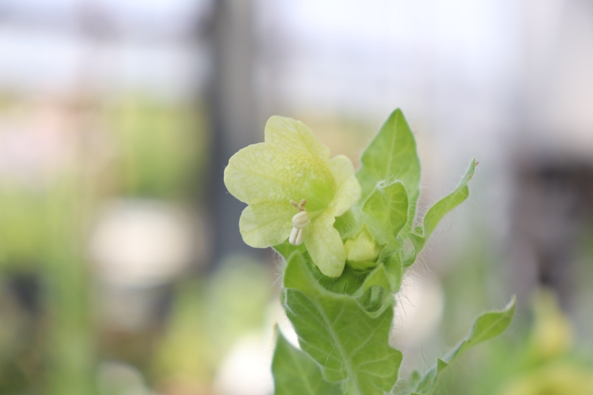 ヒヨス　パリダスの花