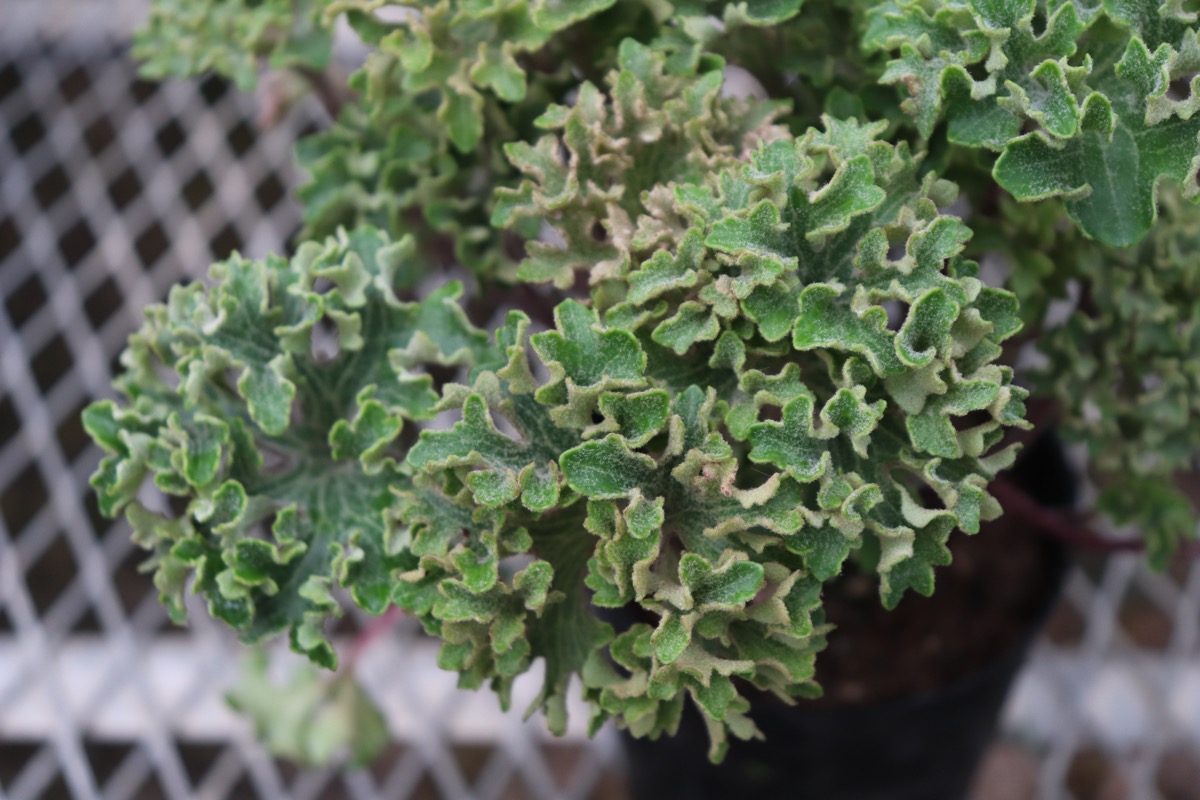 Farfugium01