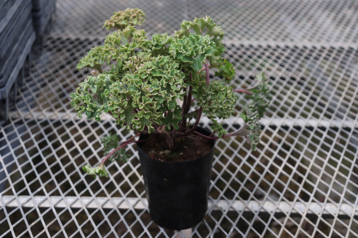 Farfugium01
