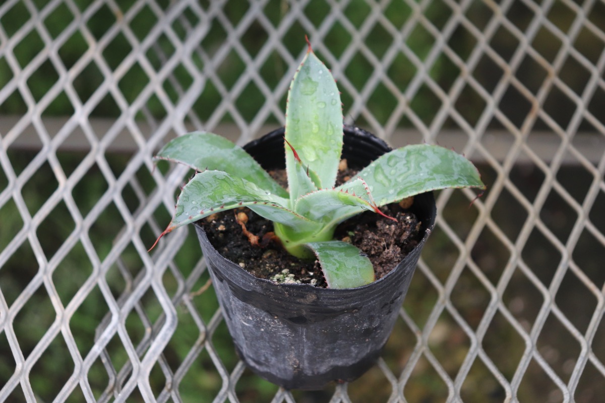 agave011