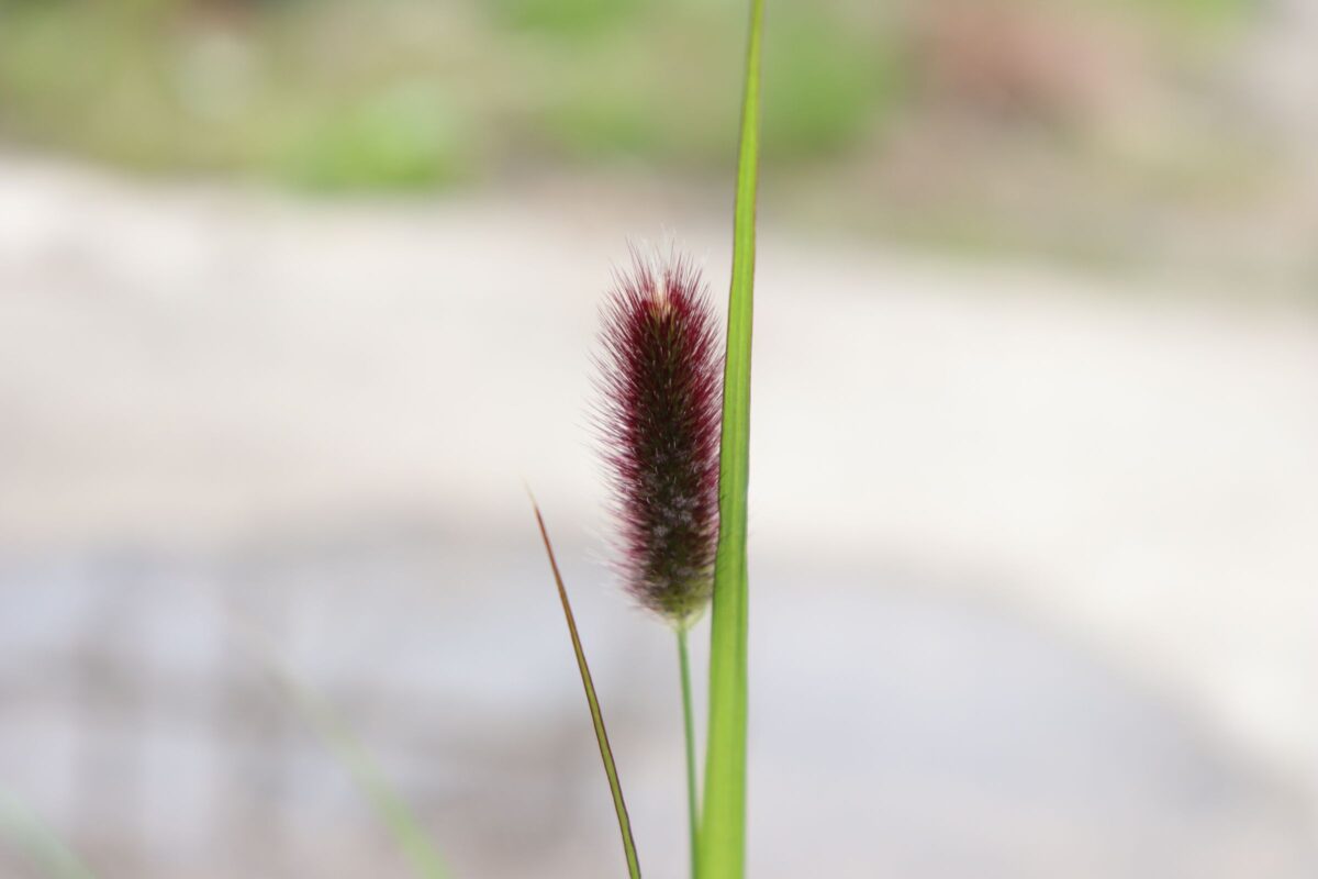 pennesetum03