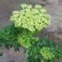 angelica004
