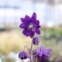 Aquilegia012