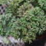 Farfugium01