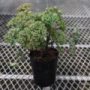Farfugium01