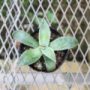 agave011