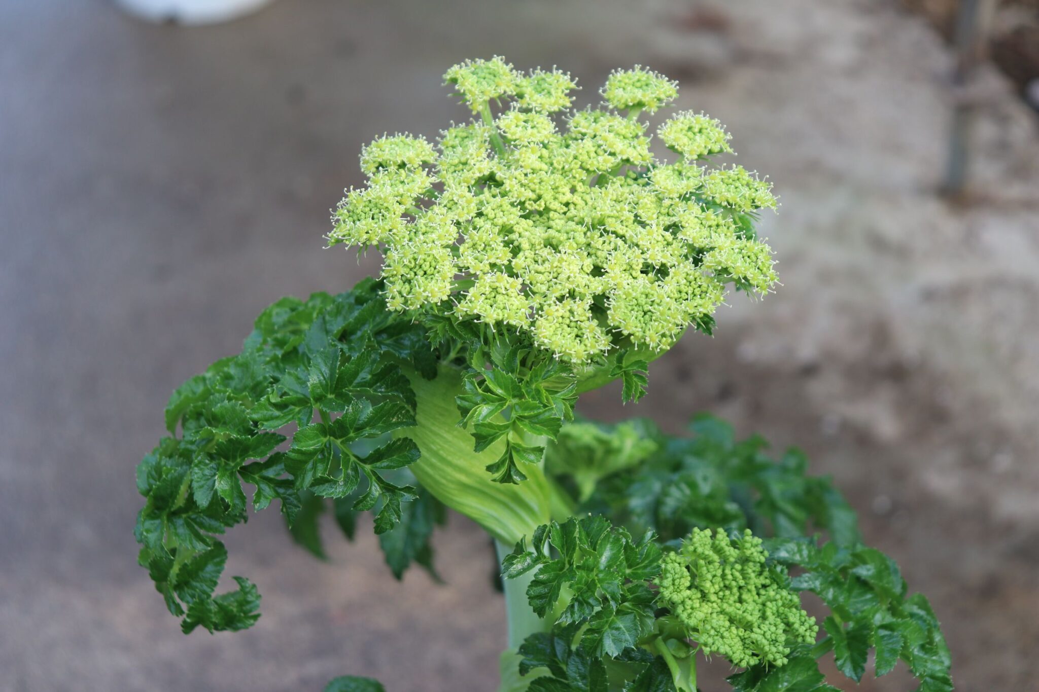 白花のアンジェリカ