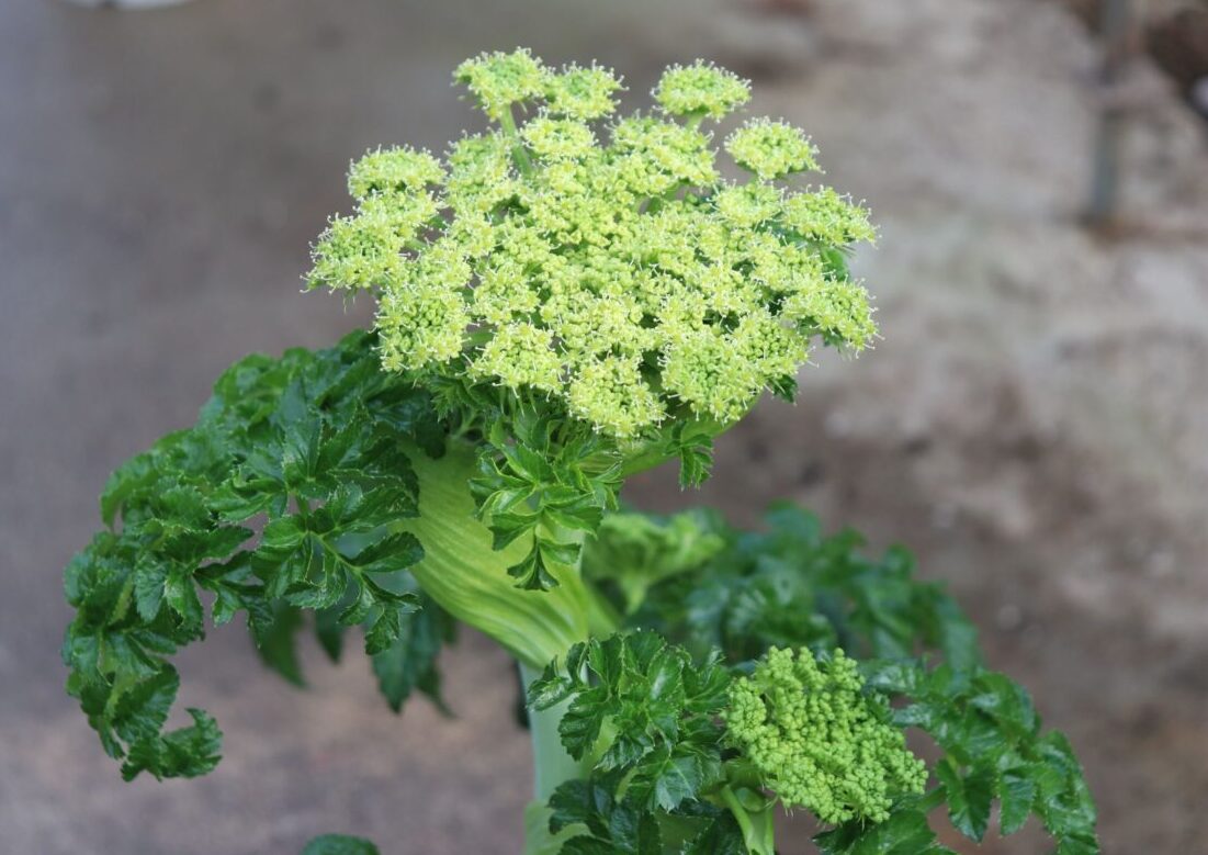 angelica004
