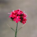 dianthus02