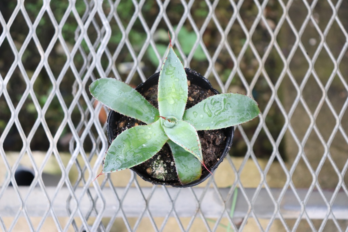 agave011