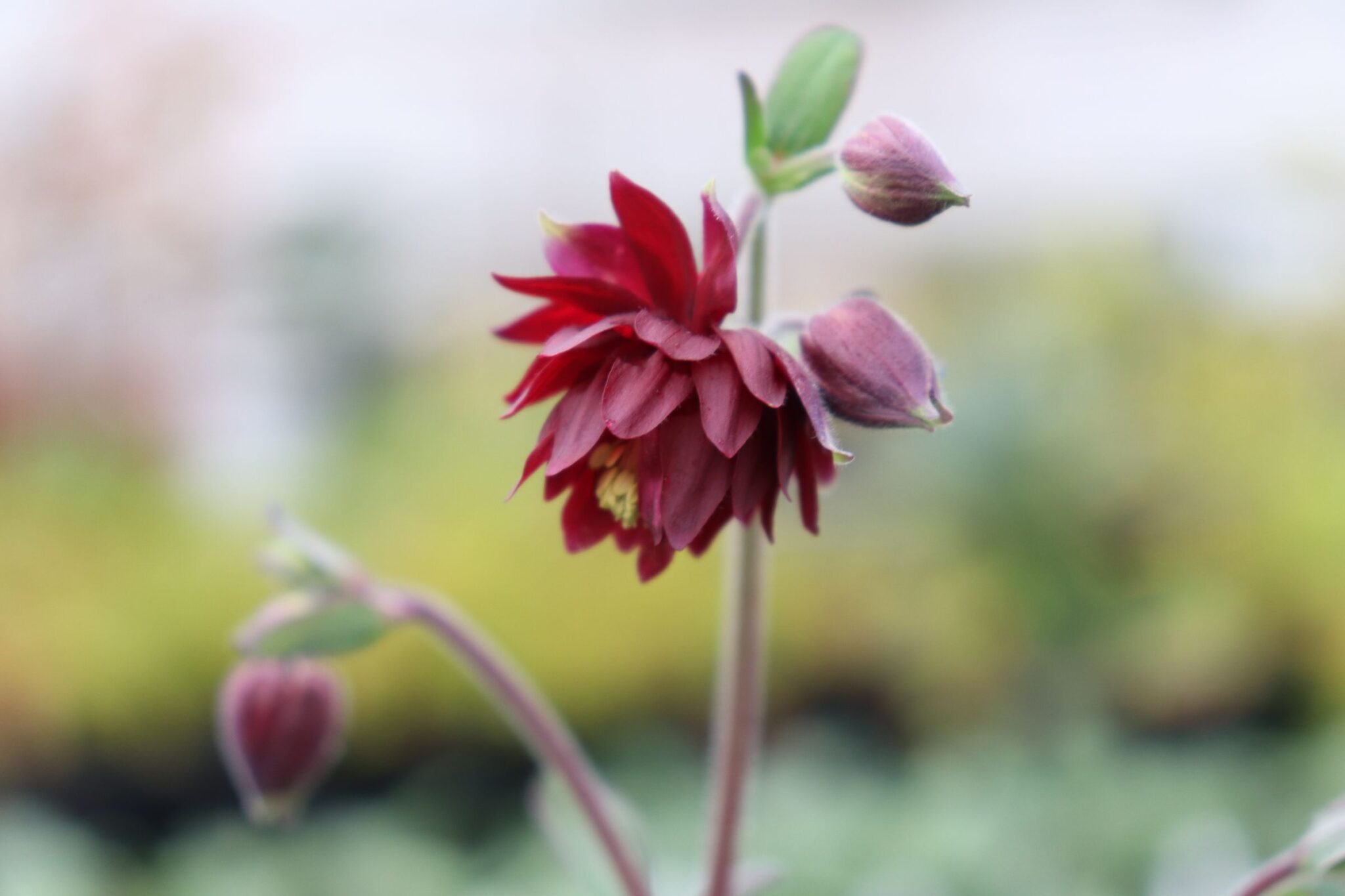 西洋オダマキ　ルビーポートの花苗