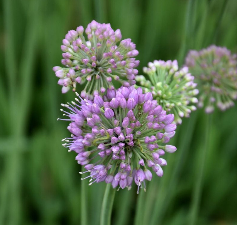 allium004