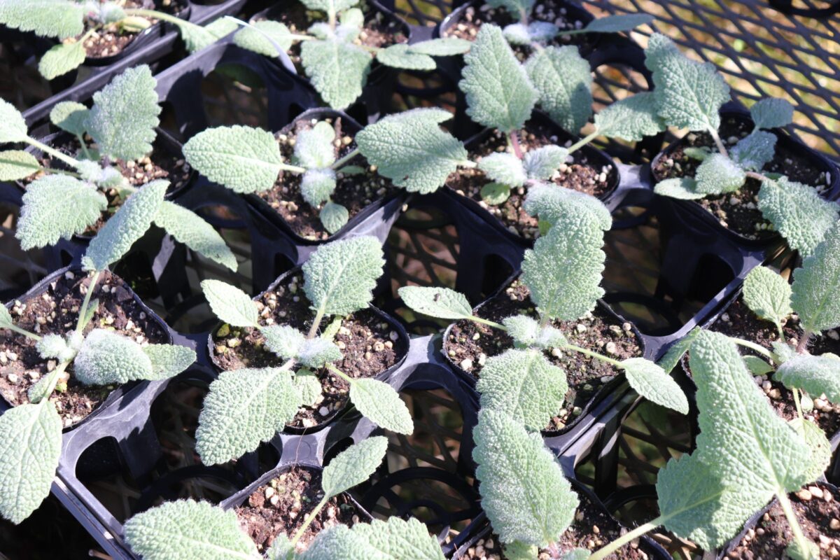 salvia025