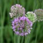 allium004