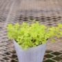 trifolium005