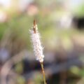 persicaria05