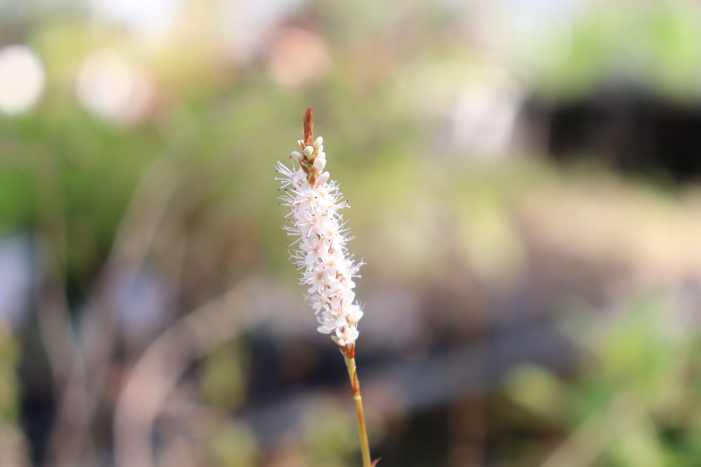persicaria05