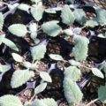 salvia025