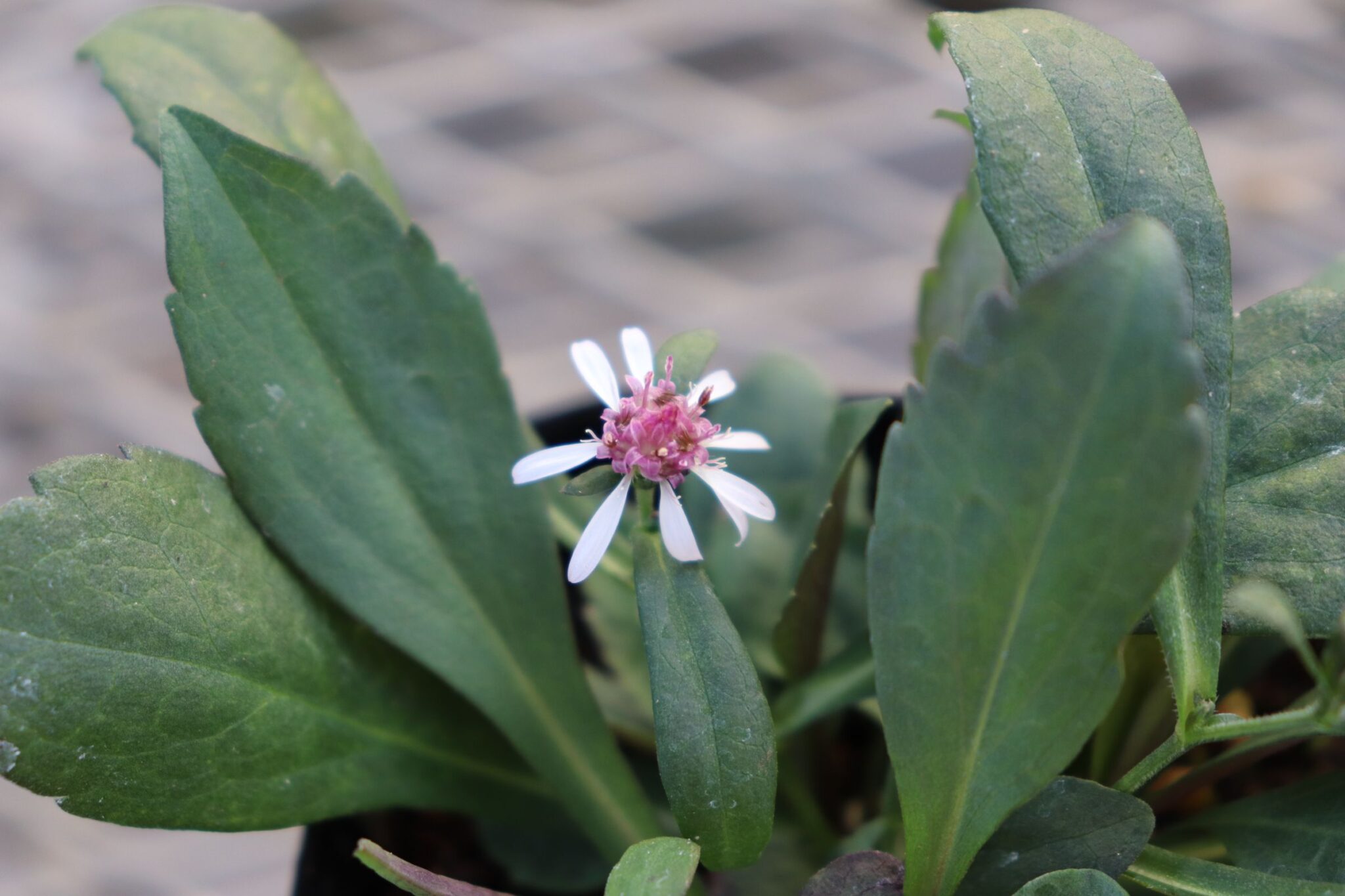 アスター レディインブラックの花苗