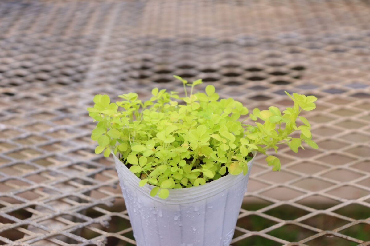 trifolium005