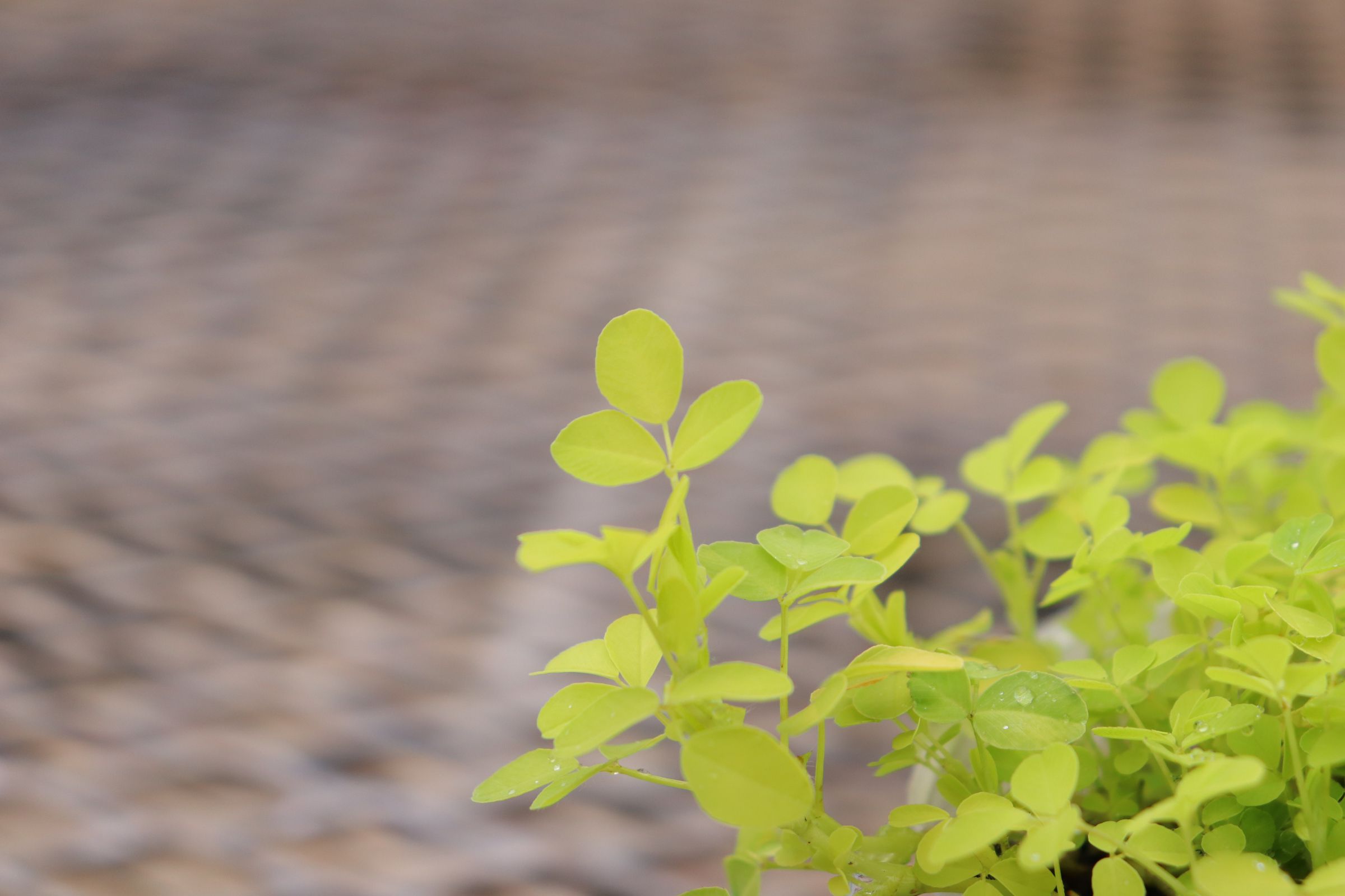 trifolium005
