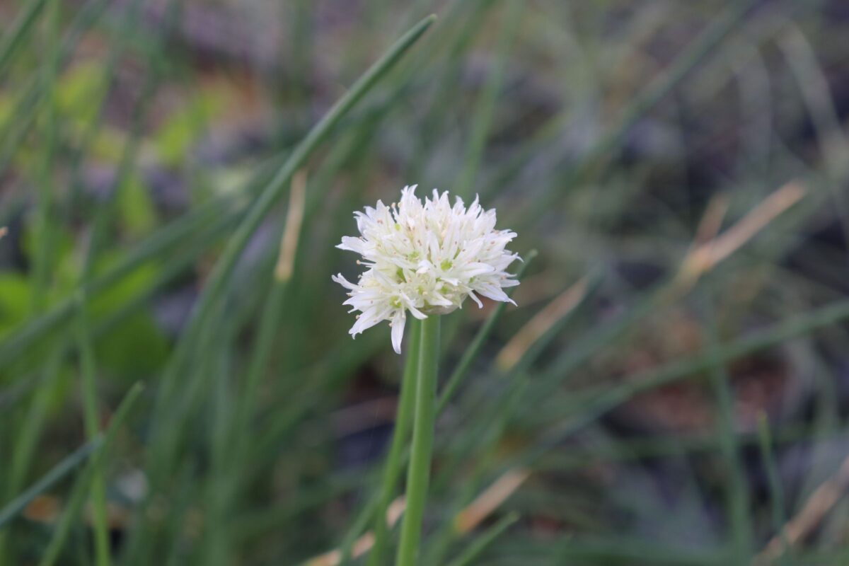 allium005