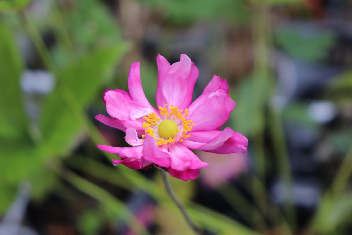 anemone015