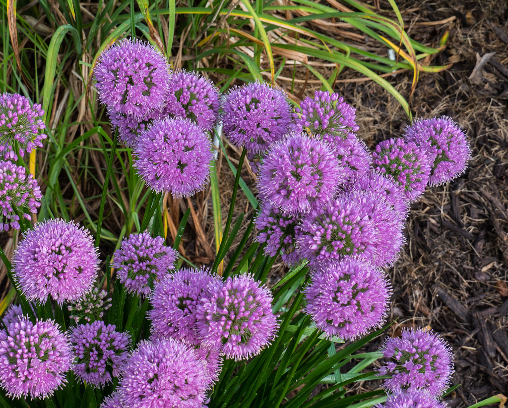 allium006