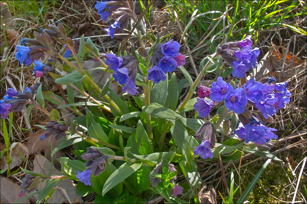 pulmonaria003