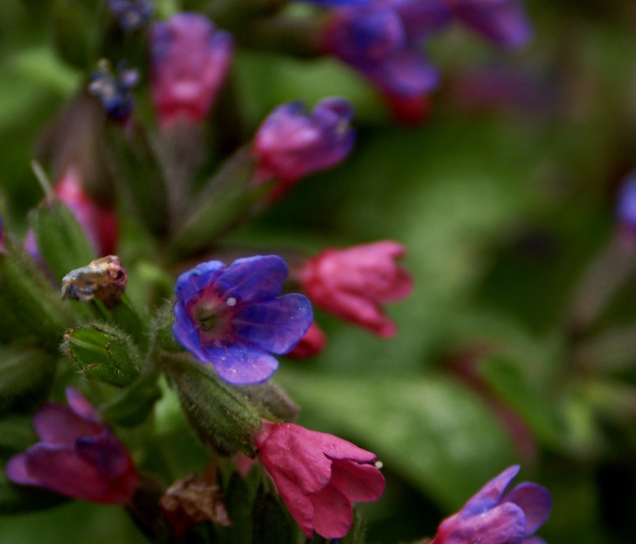 pulmonaria006
