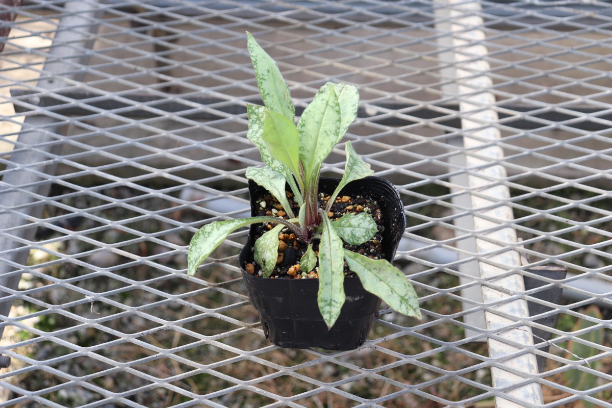 Pulmonaria005